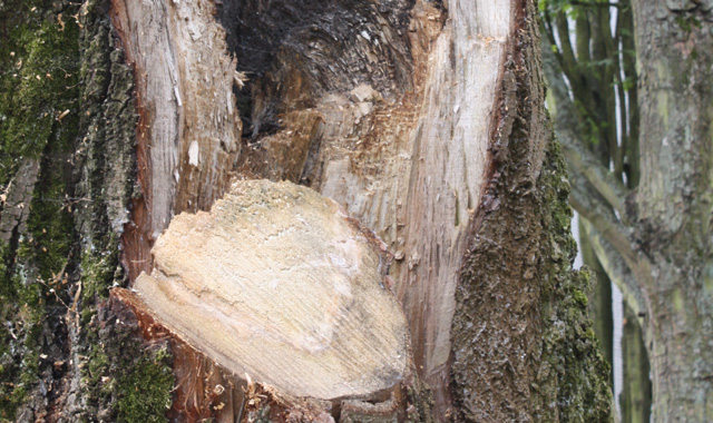 Soin des arbres